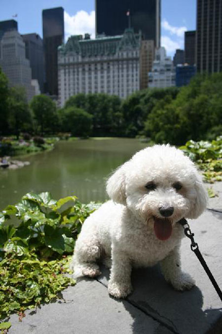 Mit dem Hund durch den Central Park von New York spazieren
