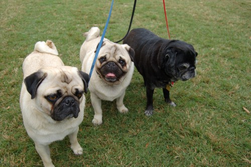 Pet Fest in New York