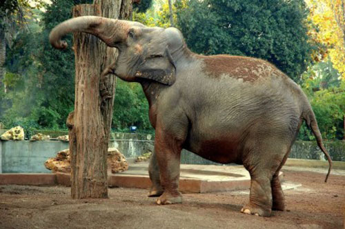 Rom mit Kindern: besucht den Bioparco